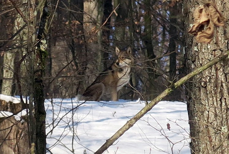 wolf-dubky-3