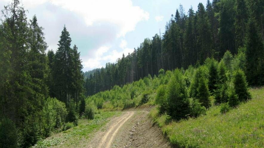 Понад тиждень шукають зниклого на Закарпатті киянина