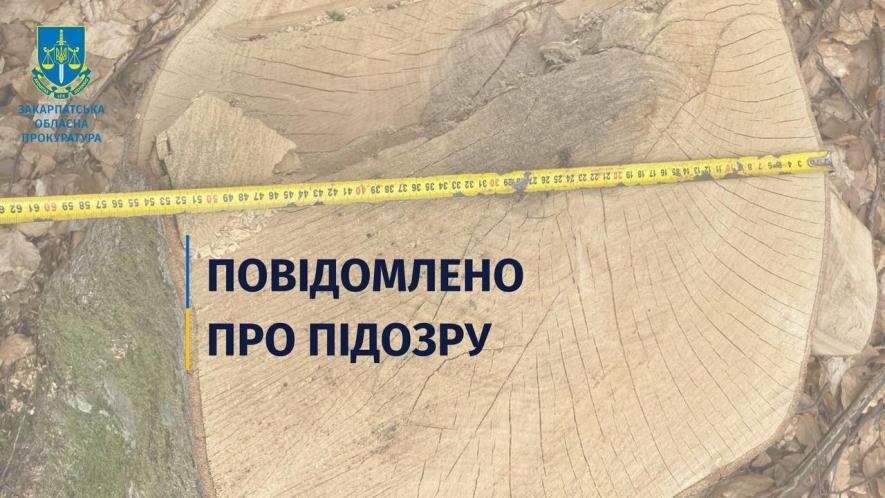 Недбалість лісівників Іршавського лісового господарства спричинила збитків на 50 млн.