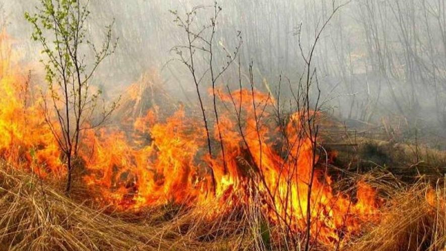 Перший у цьому році випадок підпалу сухостою вже зареєстрований в Мукачівському районі 
