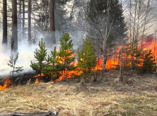 В Закарпатті знову заборонили заїжджати у ліси