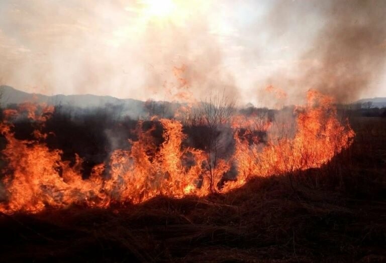 На Закарпатті зафіксували 11 випадків загорання сухостою за добу