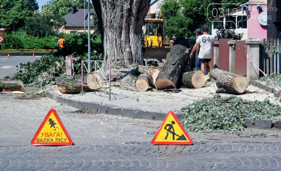 Як на площі Дружби Народів дерева зрубували: фоторепортаж, фото-1 Як на площі Дружби Народів дерева зрубували: фоторепортаж, фото-1