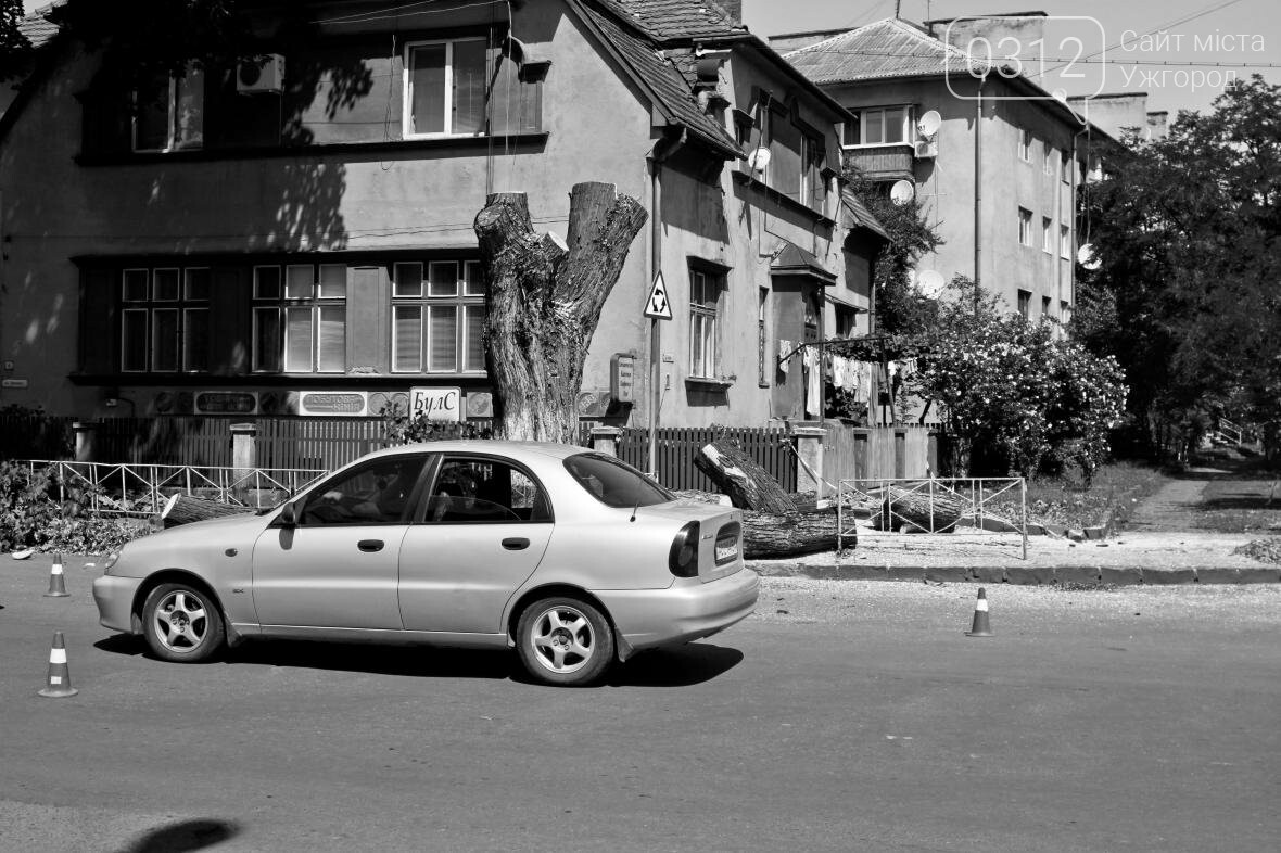 Як на площі Дружби Народів дерева зрубували: фоторепортаж, фото-3 Як на площі Дружби Народів дерева зрубували: фоторепортаж, фото-3