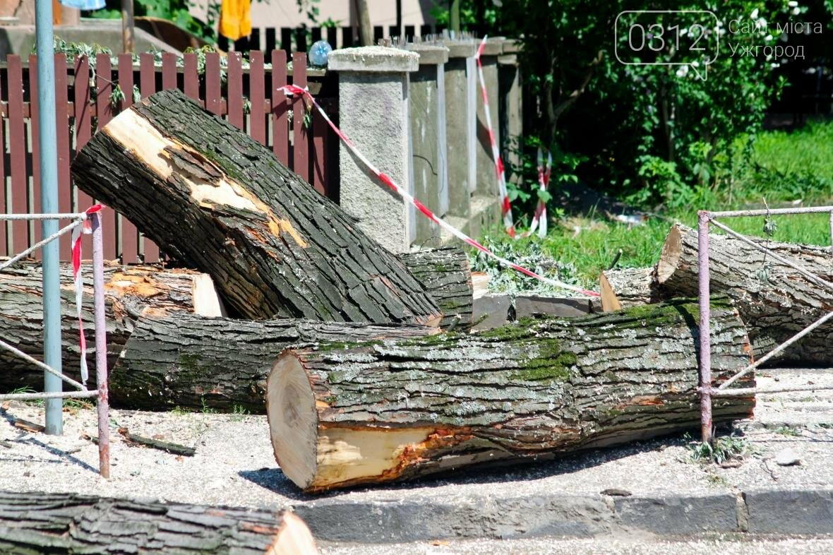 Як на площі Дружби Народів дерева зрубували: фоторепортаж, фото-2 Як на площі Дружби Народів дерева зрубували: фоторепортаж, фото-2