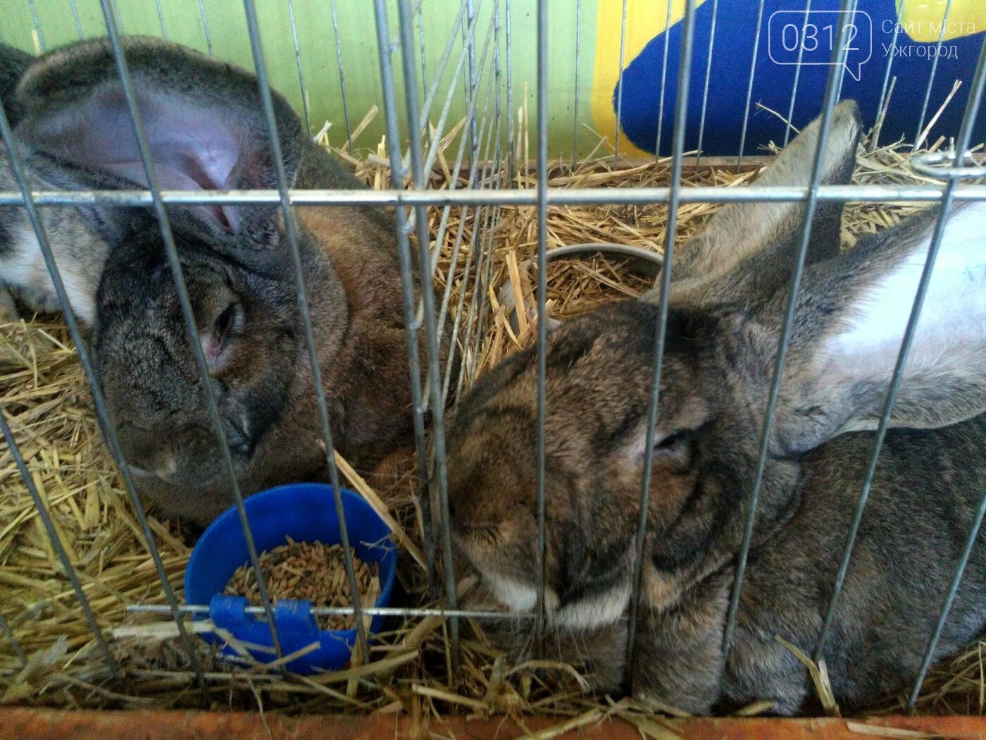 В Ужгороді пройшов 7-й традиційний показ за участі понад 2..., фото-28 В Ужгороді пройшов 7-й традиційний показ за участі понад 200 елітних кроликів (ФОТОРЕПОРТАЖ), фото-28