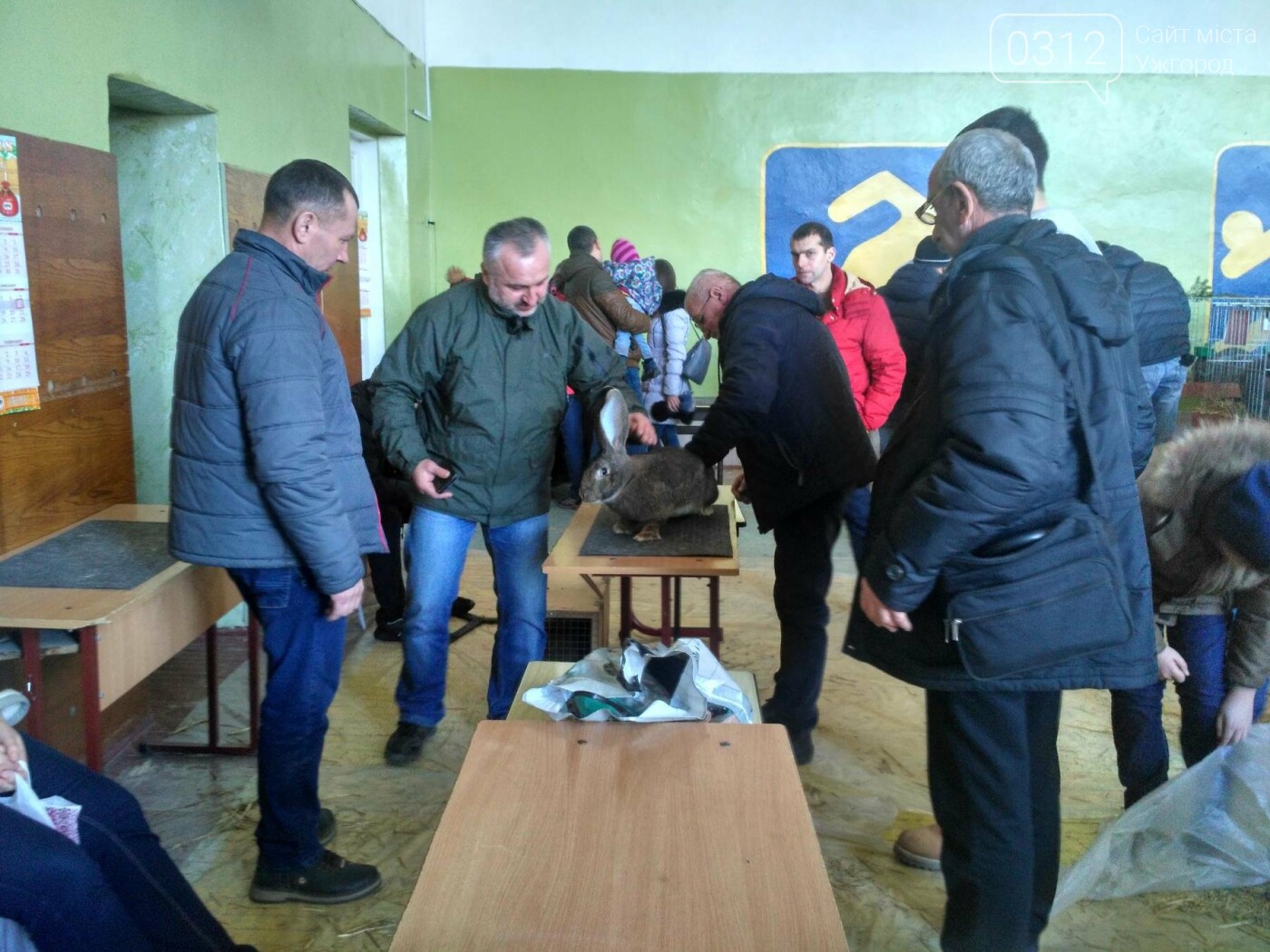 В Ужгороді пройшов 7-й традиційний показ за участі понад 20..., фото-6 В Ужгороді пройшов 7-й традиційний показ за участі понад 200 елітних кроликів (ФОТОРЕПОРТАЖ), фото-6