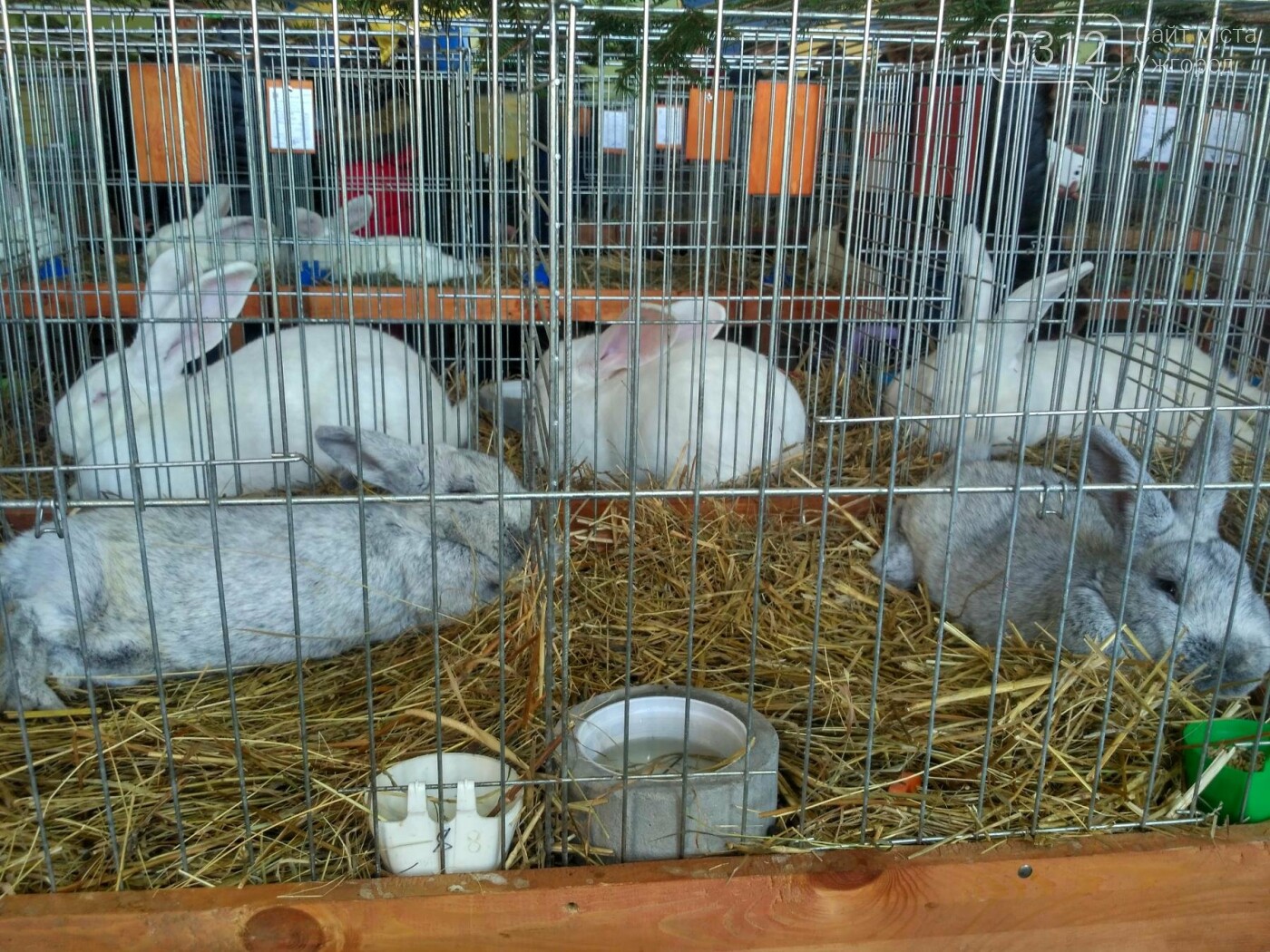 В Ужгороді пройшов 7-й традиційний показ за участі понад 2..., фото-24 В Ужгороді пройшов 7-й традиційний показ за участі понад 200 елітних кроликів (ФОТОРЕПОРТАЖ), фото-24