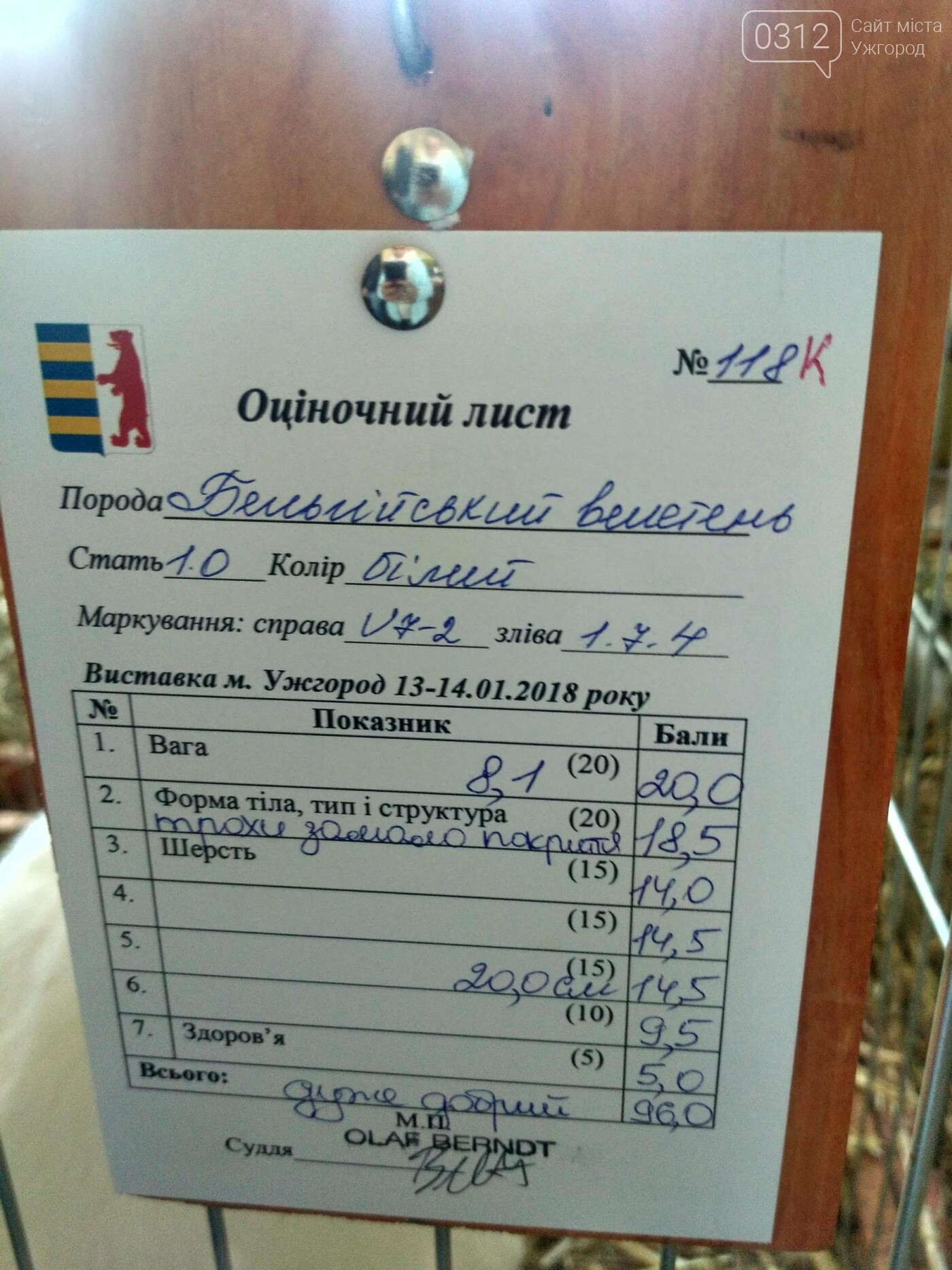 В Ужгороді пройшов 7-й традиційний показ за участі понад 2..., фото-20 В Ужгороді пройшов 7-й традиційний показ за участі понад 200 елітних кроликів (ФОТОРЕПОРТАЖ), фото-20