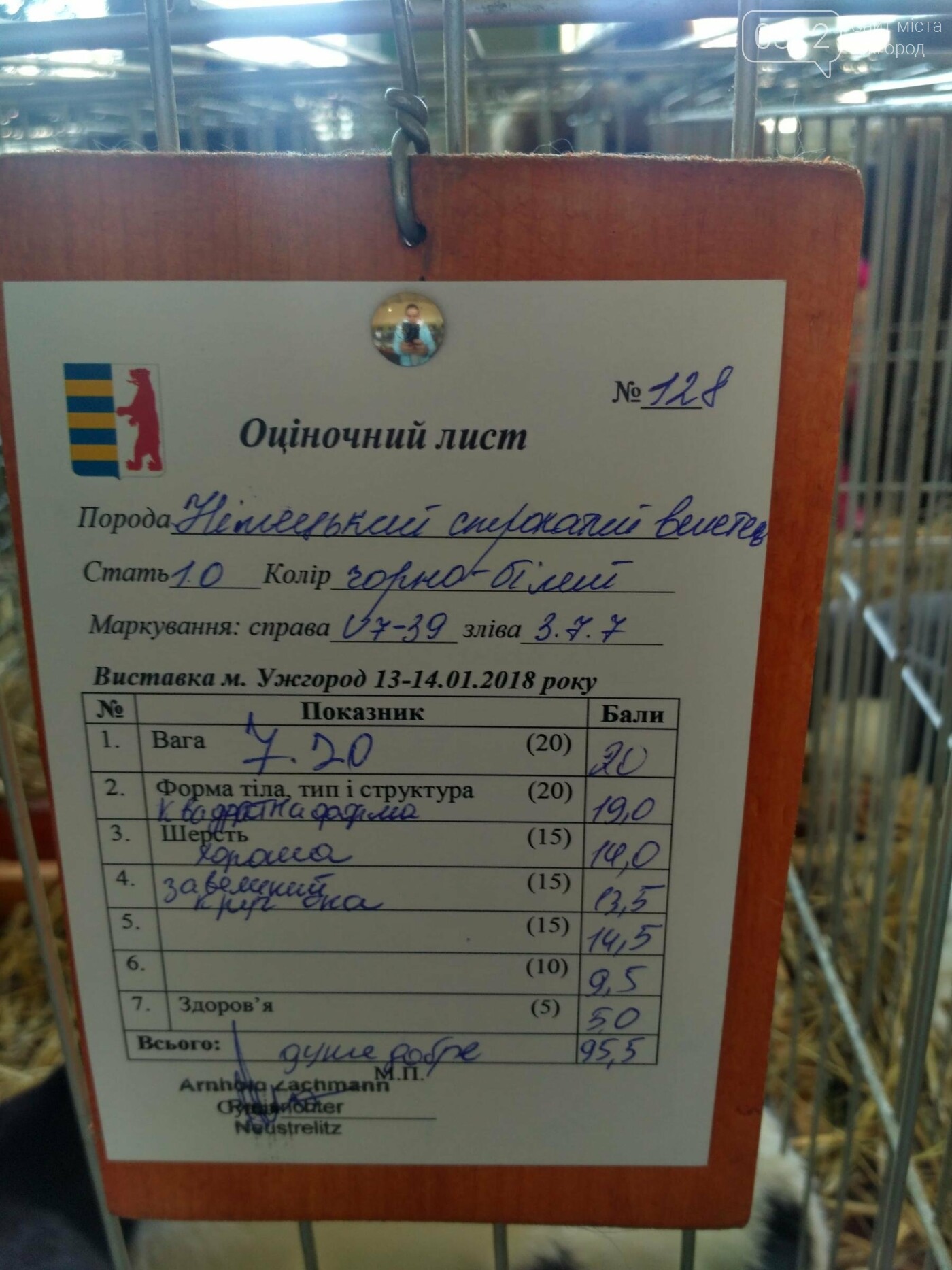 В Ужгороді пройшов 7-й традиційний показ за участі понад 2..., фото-11 В Ужгороді пройшов 7-й традиційний показ за участі понад 200 елітних кроликів (ФОТОРЕПОРТАЖ), фото-11