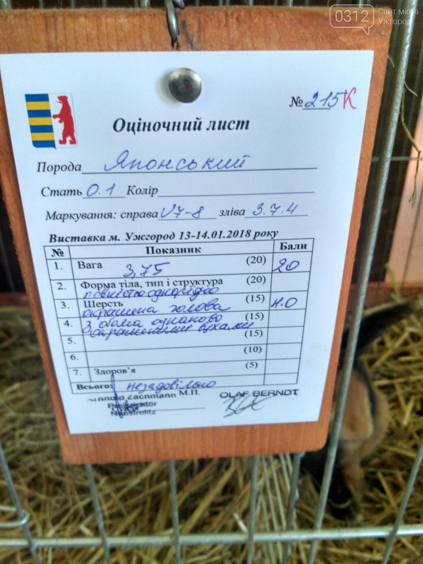 В Ужгороді пройшов 7-й традиційний показ за участі понад 2..., фото-15 В Ужгороді пройшов 7-й традиційний показ за участі понад 200 елітних кроликів (ФОТОРЕПОРТАЖ), фото-15