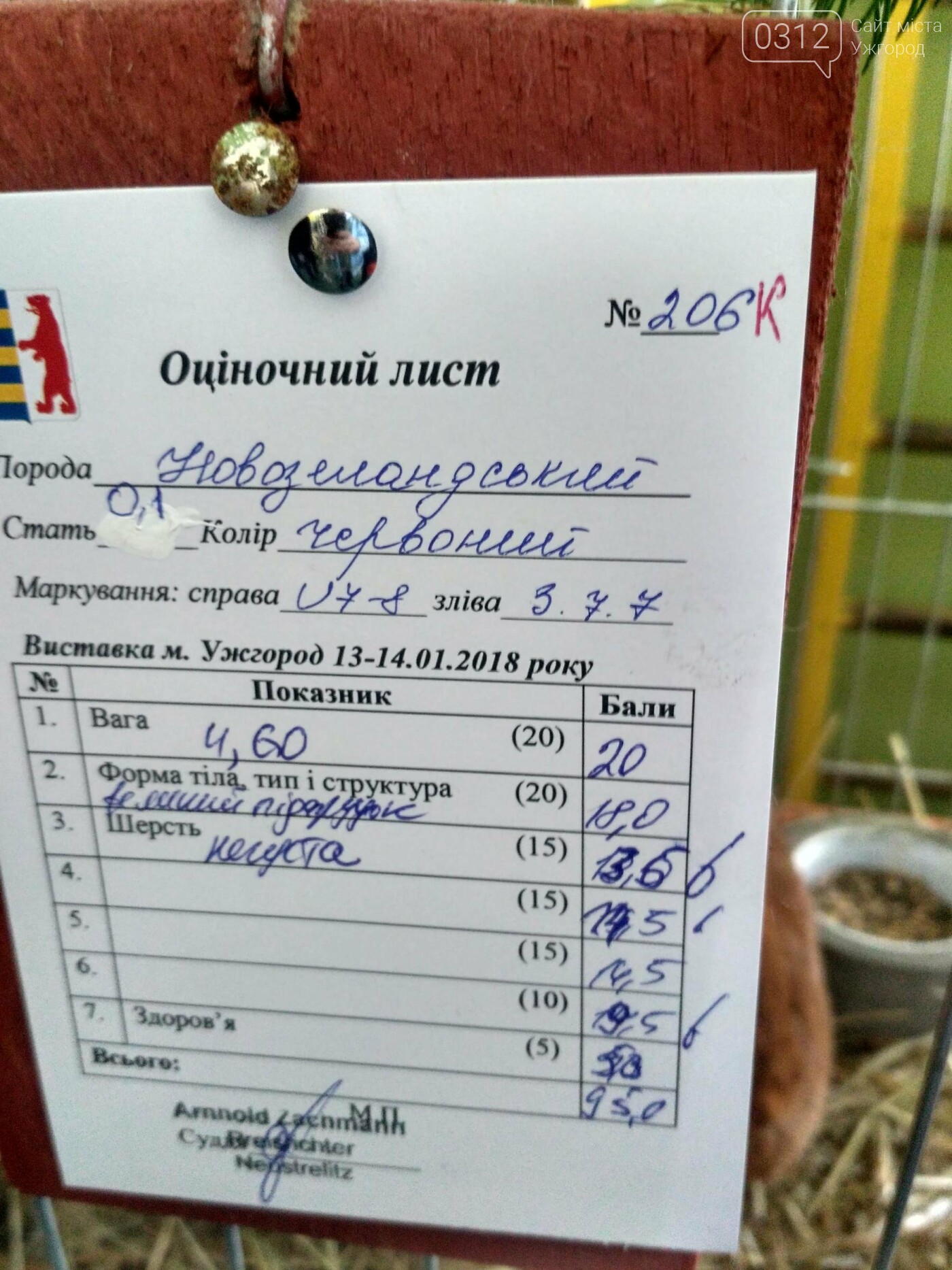 В Ужгороді пройшов 7-й традиційний показ за участі понад 2..., фото-16 В Ужгороді пройшов 7-й традиційний показ за участі понад 200 елітних кроликів (ФОТОРЕПОРТАЖ), фото-16