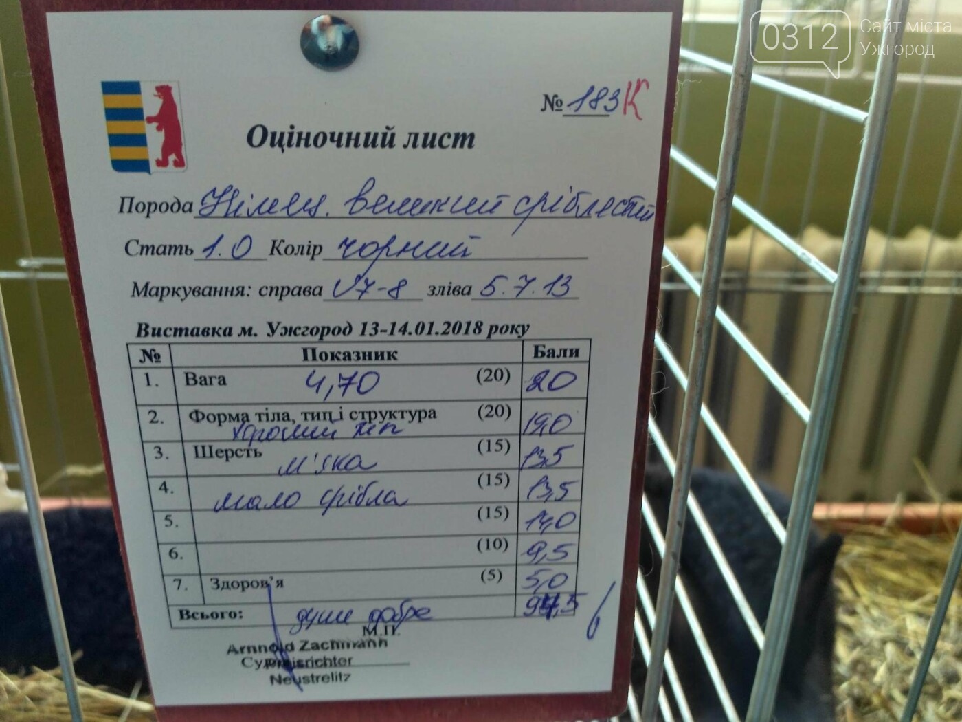 В Ужгороді пройшов 7-й традиційний показ за участі понад 2..., фото-13 В Ужгороді пройшов 7-й традиційний показ за участі понад 200 елітних кроликів (ФОТОРЕПОРТАЖ), фото-13