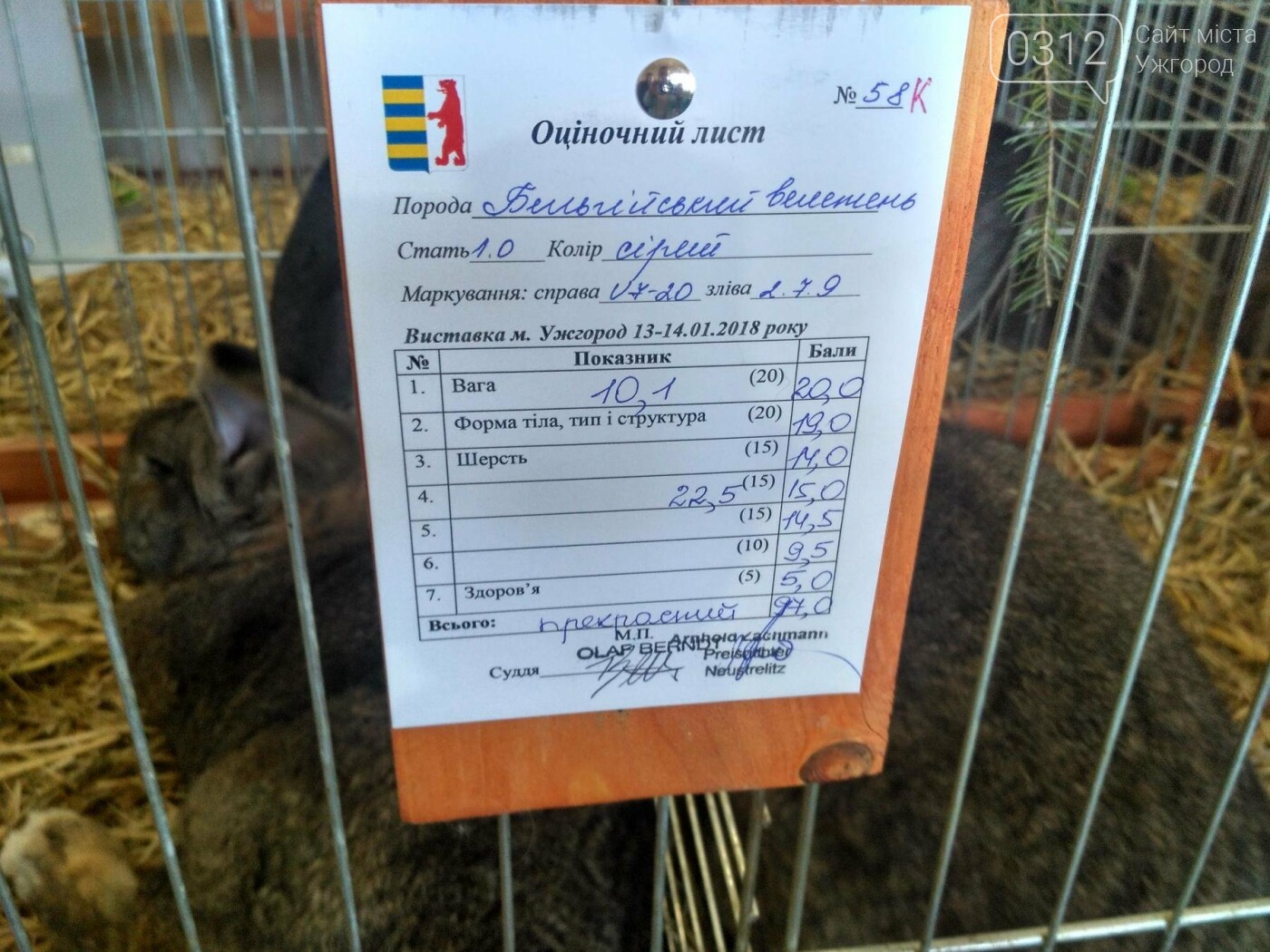 В Ужгороді пройшов 7-й традиційний показ за участі понад 2..., фото-21 В Ужгороді пройшов 7-й традиційний показ за участі понад 200 елітних кроликів (ФОТОРЕПОРТАЖ), фото-21