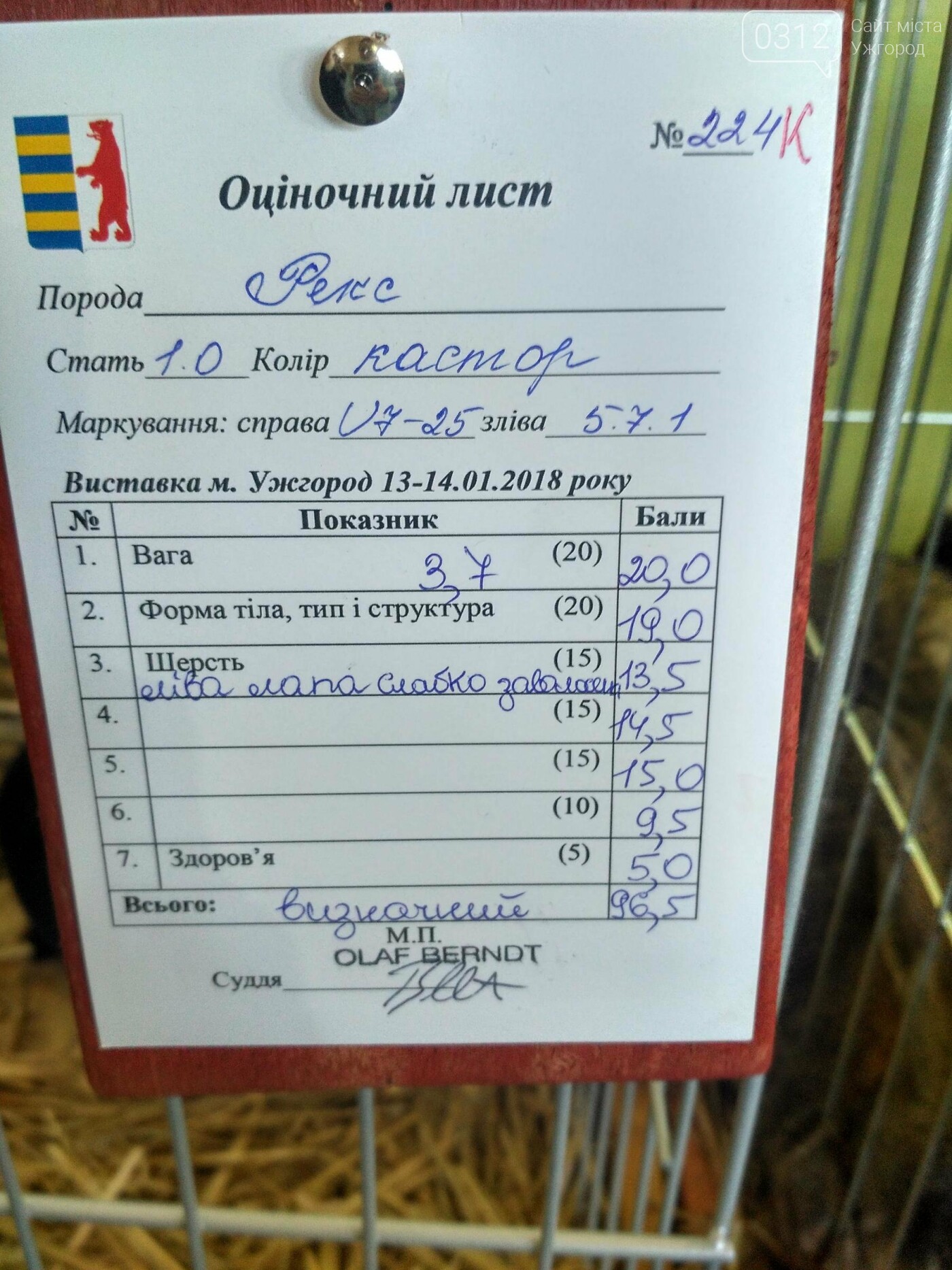 В Ужгороді пройшов 7-й традиційний показ за участі понад 2..., фото-17 В Ужгороді пройшов 7-й традиційний показ за участі понад 200 елітних кроликів (ФОТОРЕПОРТАЖ), фото-17