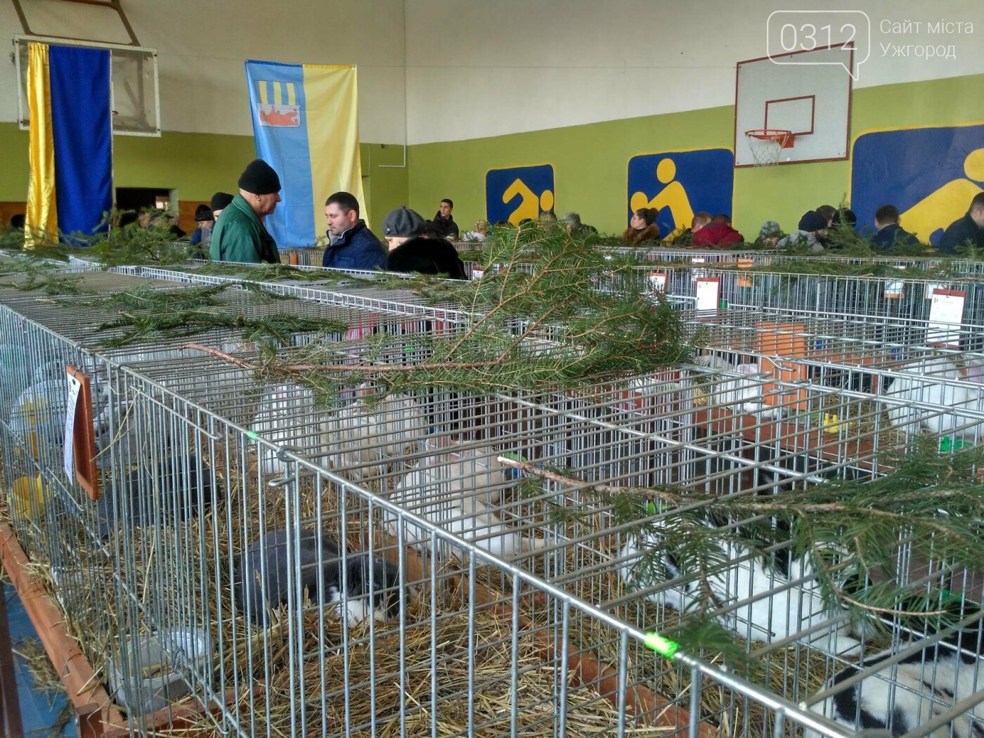 В Ужгороді пройшов 7-й традиційний показ за участі понад 20..., фото-1 В Ужгороді пройшов 7-й традиційний показ за участі понад 200 елітних кроликів (ФОТОРЕПОРТАЖ), фото-1