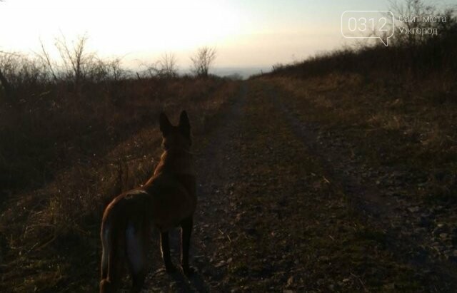 Знахідка тижня: У закарпатця з угорським паспортом вдома зн..., фото-3 Знахідка тижня: У закарпатця з угорським паспортом вдома знайшли 12 000 пачок цигарок (ФОТО), фото-3