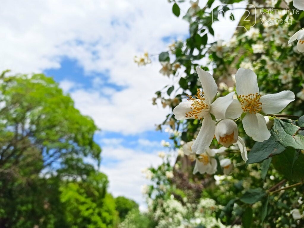 Ужгород – місто, де все квітне алеями. На черзі – жасмин!..., фото-1 Ужгород – місто, де все квітне алеями. На черзі – жасмин! (ФОТО), фото-1