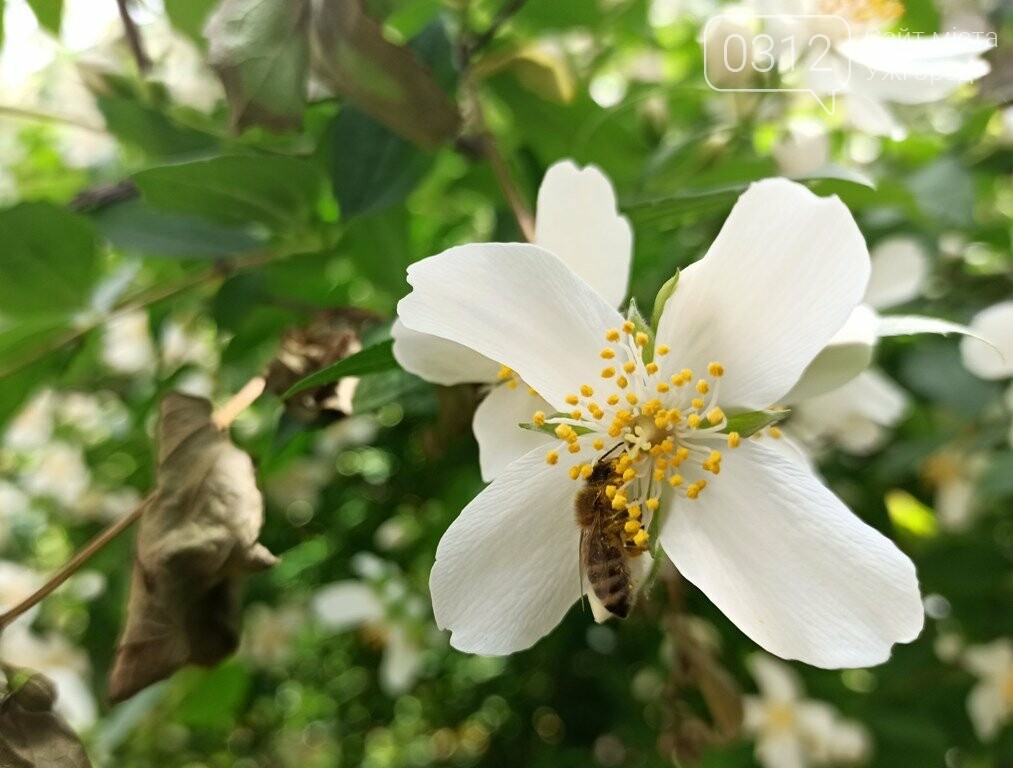 Ужгород – місто, де все квітне алеями. На черзі – жасмин!..., фото-2 Ужгород – місто, де все квітне алеями. На черзі – жасмин! (ФОТО), фото-2
