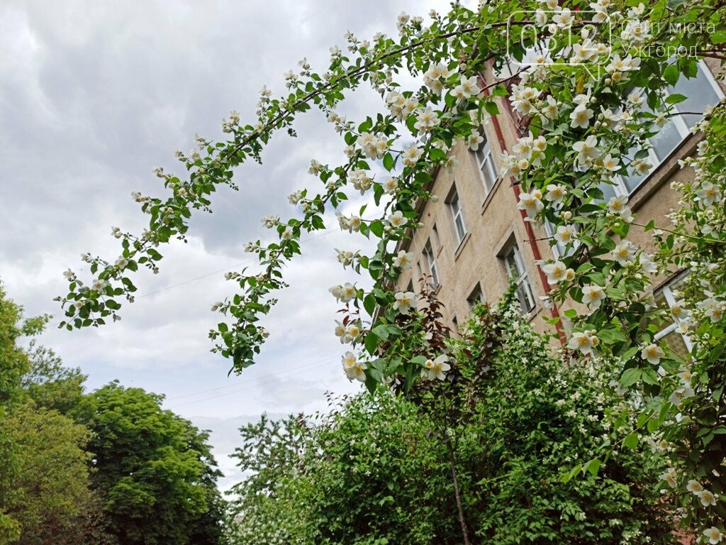 Ужгород – місто, де все квітне алеями. На черзі – жасмин!..., фото-7 Ужгород – місто, де все квітне алеями. На черзі – жасмин! (ФОТО), фото-7