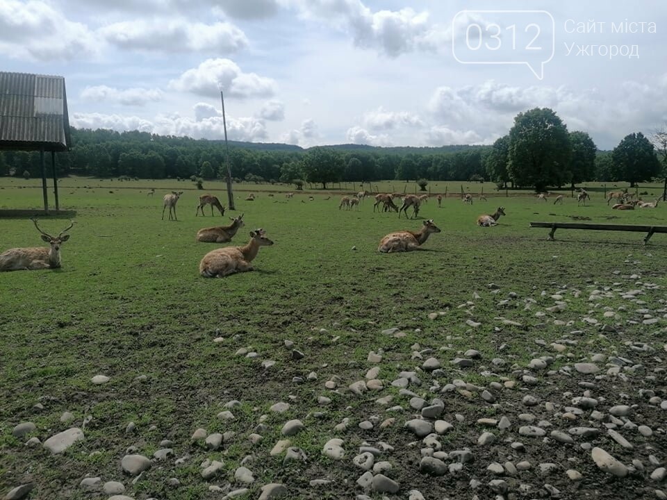 Унікальне Закарпаття: плямисті олені скинули старі роги та..., фото-1 Унікальне Закарпаття: плямисті олені скинули старі роги та чекають туристів на єдиній в Україні фермі (ФОТО, ВІДЕО), фото-1