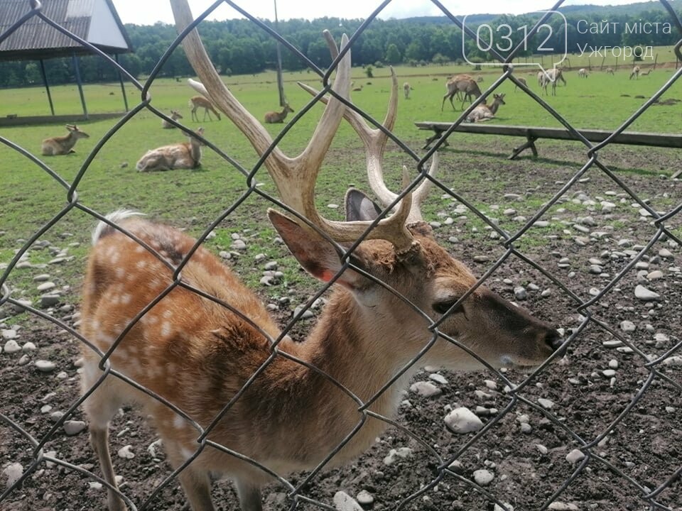 Унікальне Закарпаття: плямисті олені скинули старі роги та..., фото-2 Унікальне Закарпаття: плямисті олені скинули старі роги та чекають туристів на єдиній в Україні фермі (ФОТО, ВІДЕО), фото-2