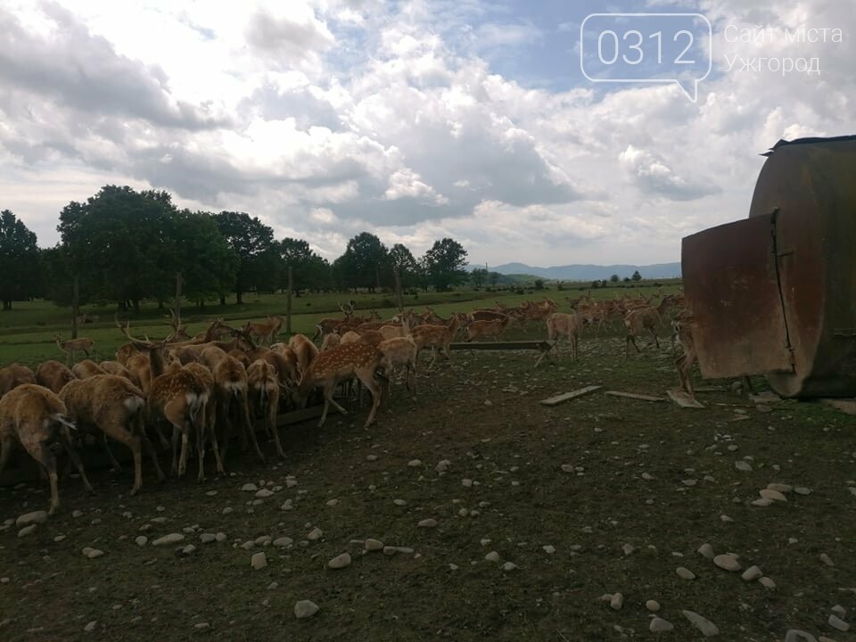 Унікальне Закарпаття: плямисті олені скинули старі роги та..., фото-4 Унікальне Закарпаття: плямисті олені скинули старі роги та чекають туристів на єдиній в Україні фермі (ФОТО, ВІДЕО), фото-4