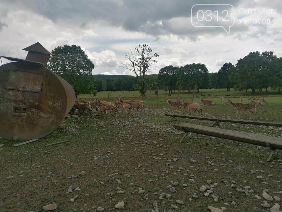 Унікальне Закарпаття: плямисті олені скинули старі роги та..., фото-3 Унікальне Закарпаття: плямисті олені скинули старі роги та чекають туристів на єдиній в Україні фермі (ФОТО, ВІДЕО), фото-3