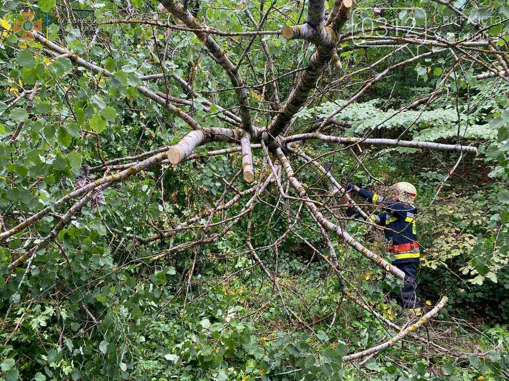 В Ужгородському районі рятувальники прибрали дерево, яке впало на дорогу