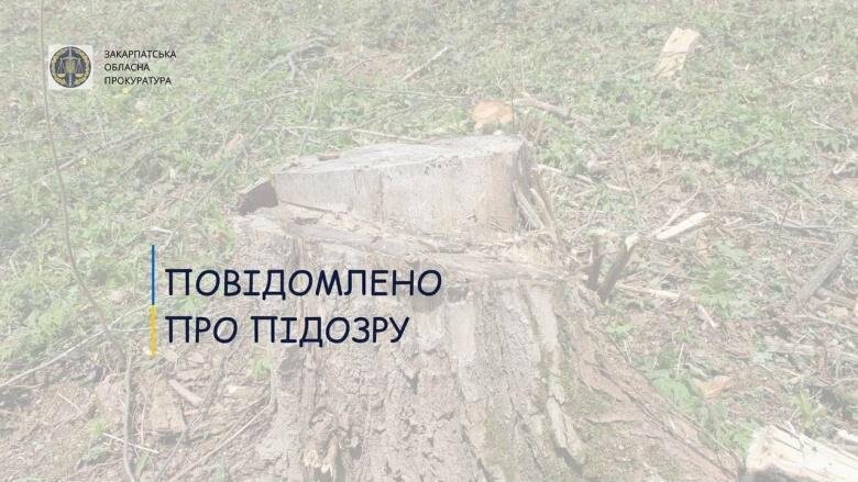 У незаконній порубці лісу зі збитками у 245 тис. грн підозрюють мешканця Тячівщини