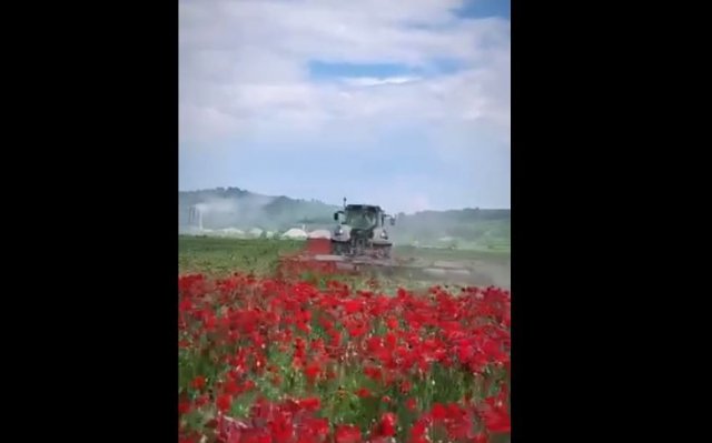 Макове поле біля Мукачева безщадно скосили
