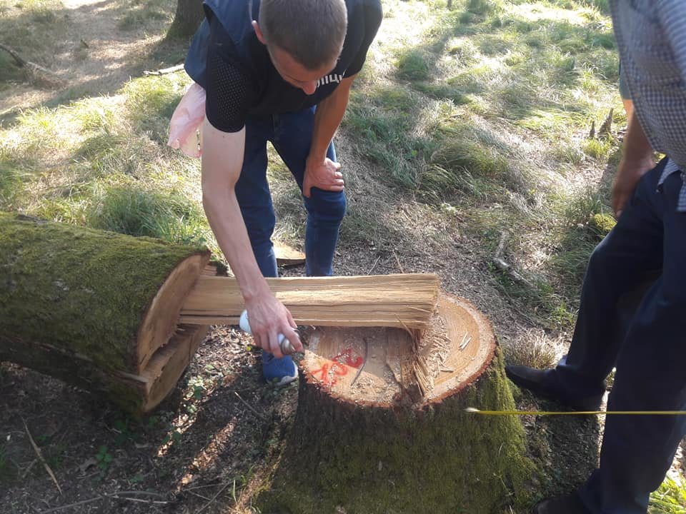 На Закарпатті зафіксовано рекордну в історії незаконну виру..., фото-1 На Закарпатті зафіксовано рекордну в історії незаконну вирубку дубу на 10 мільйонів гривень (ФОТО, ВІДЕО), фото-1