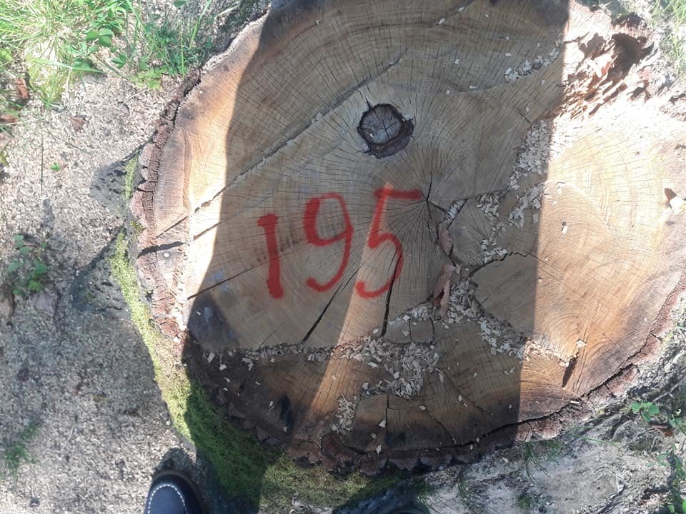 На Закарпатті зафіксовано рекордну в історії незаконну виру..., фото-2 На Закарпатті зафіксовано рекордну в історії незаконну вирубку дубу на 10 мільйонів гривень (ФОТО, ВІДЕО), фото-2