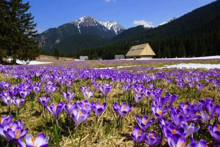 Найцікавіші проекти Закарпаття-2019, інвестиції в область т..., фото-5 Найцікавіші проекти Закарпаття-2019, інвестиції в область та ідеї для бізнесу, - інтерв'ю з Денисом Маном , фото-5