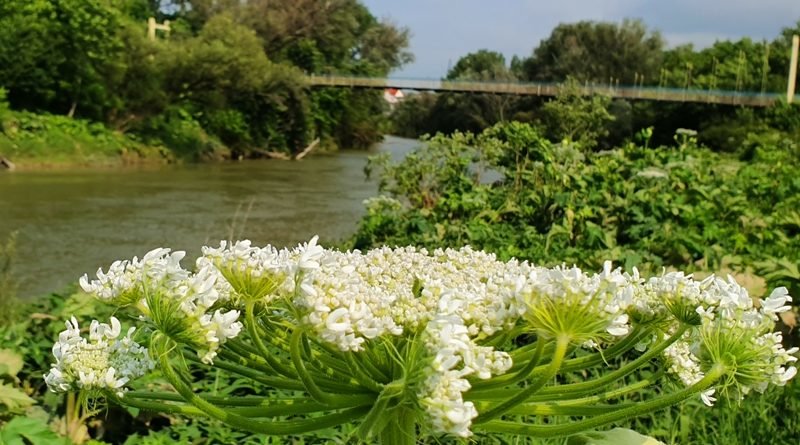 Опіки та пухирі: Центр Ужгорода перетворився на небезпечне..., фото-4 Опіки та пухирі: Центр Ужгорода перетворився на небезпечне для людей місце (ФОТО, ВІДЕО), фото-4