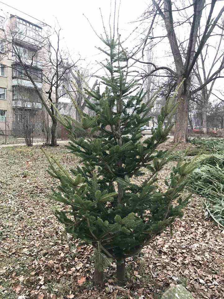 На вулицях Ужгорода з'явилися смітники з непроданих ялинок..., фото-3 На вулицях Ужгорода з'явилися смітники з непроданих ялинок (ФОТОФАКТ), фото-3