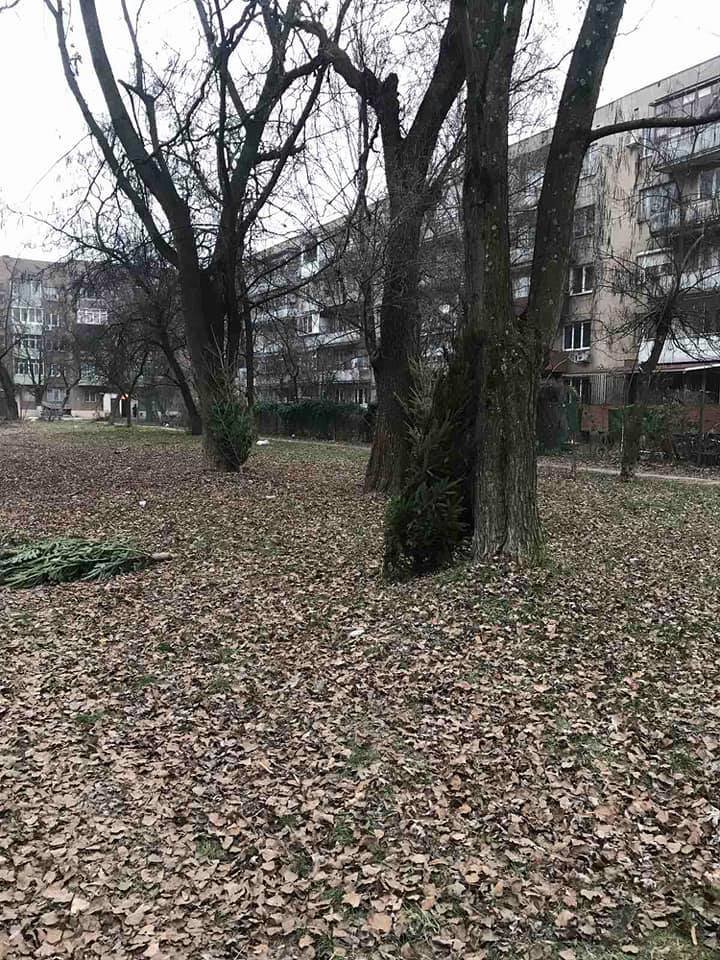 На вулицях Ужгорода з'явилися смітники з непроданих ялинок..., фото-4 На вулицях Ужгорода з'явилися смітники з непроданих ялинок (ФОТОФАКТ), фото-4