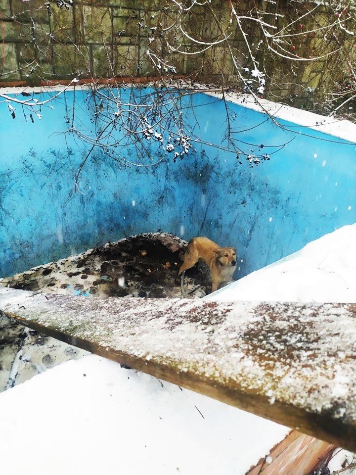 В Ужгороді собака два дні чекав на порятунок у двометровому..., фото-2 В Ужгороді собака два дні чекав на порятунок у двометровому басейні (ФОТО), фото-2