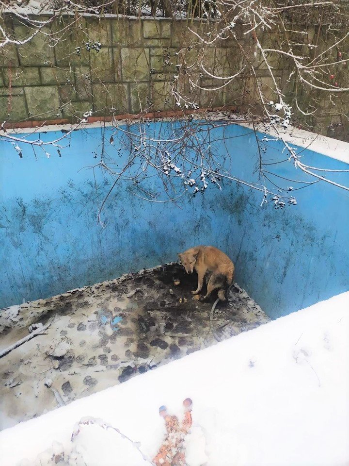 В Ужгороді собака два дні чекав на порятунок у двометровому..., фото-3 В Ужгороді собака два дні чекав на порятунок у двометровому басейні (ФОТО), фото-3