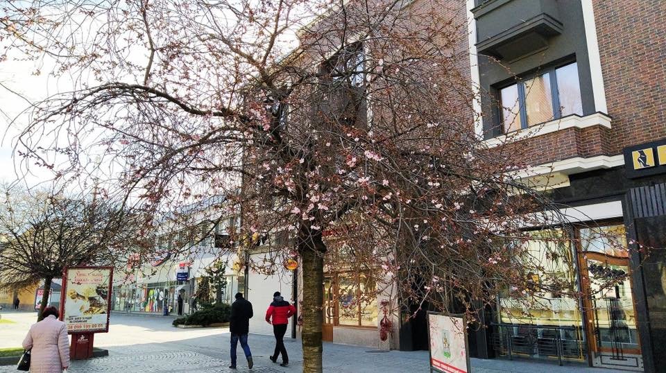 Рання весна: у Мукачеві зацвіли сакури (ФОТОФАКТ), фото-2 Рання весна: у Мукачеві зацвіли сакури (ФОТОФАКТ), фото-2