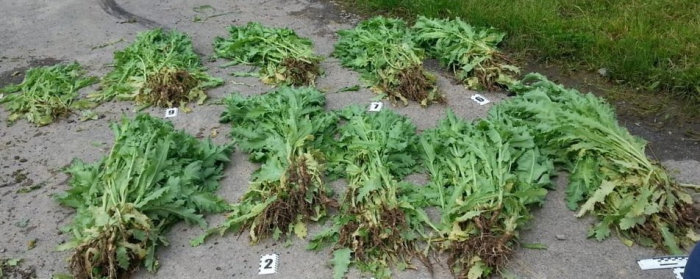 Закарпатка вирощувала опійний мак у себе на городі: поліція..., фото-1 Закарпатка вирощувала опійний мак у себе на городі: поліція вилучила 500 стебел (ФОТО), фото-1