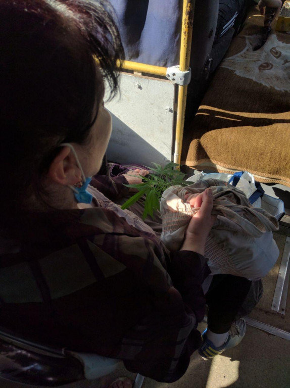 В Ужгороді затримали жінку, що перевозила наркотичну рослин..., фото-1 В Ужгороді затримали жінку, що перевозила наркотичну рослину в маршрутці, фото-1