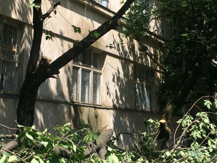 В історичній частині Ужгорода вирубали сакури, бо ремонтув..., фото-3 В історичній частині Ужгорода вирубали сакури, бо ремонтували дах будинку (ФОТО), фото-3