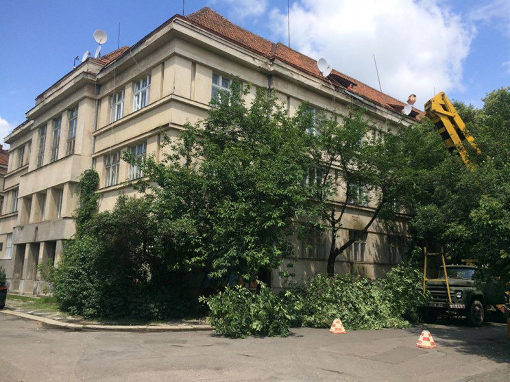 В історичній частині Ужгорода вирубали сакури, бо ремонтув..., фото-1 В історичній частині Ужгорода вирубали сакури, бо ремонтували дах будинку (ФОТО), фото-1