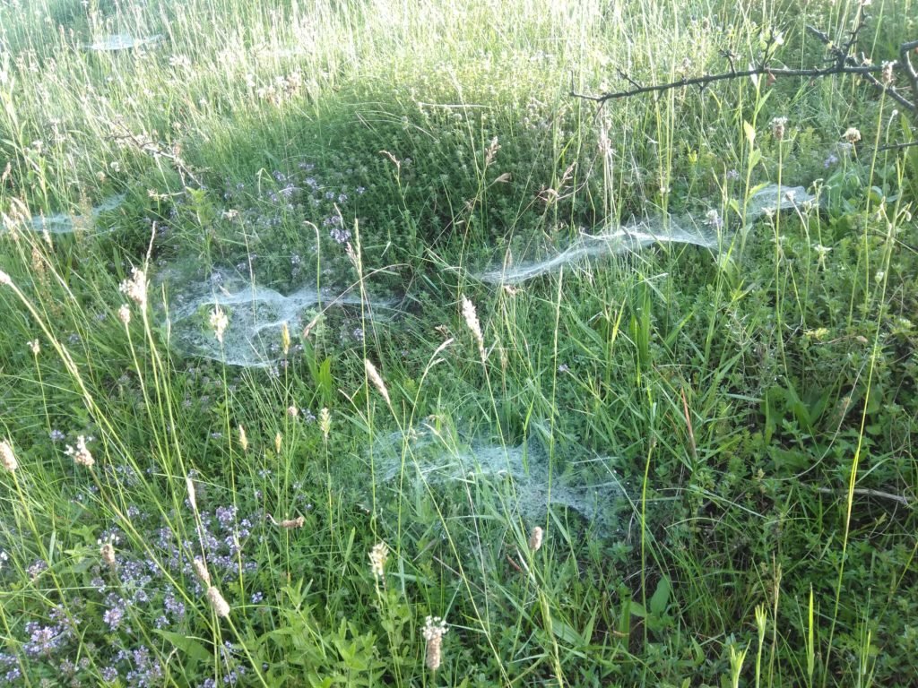 На Закарпатті павуки розставили метрові тенета на здобич (Ф..., фото-3 На Закарпатті павуки розставили метрові тенета на здобич (ФОТОФАКТ), фото-3