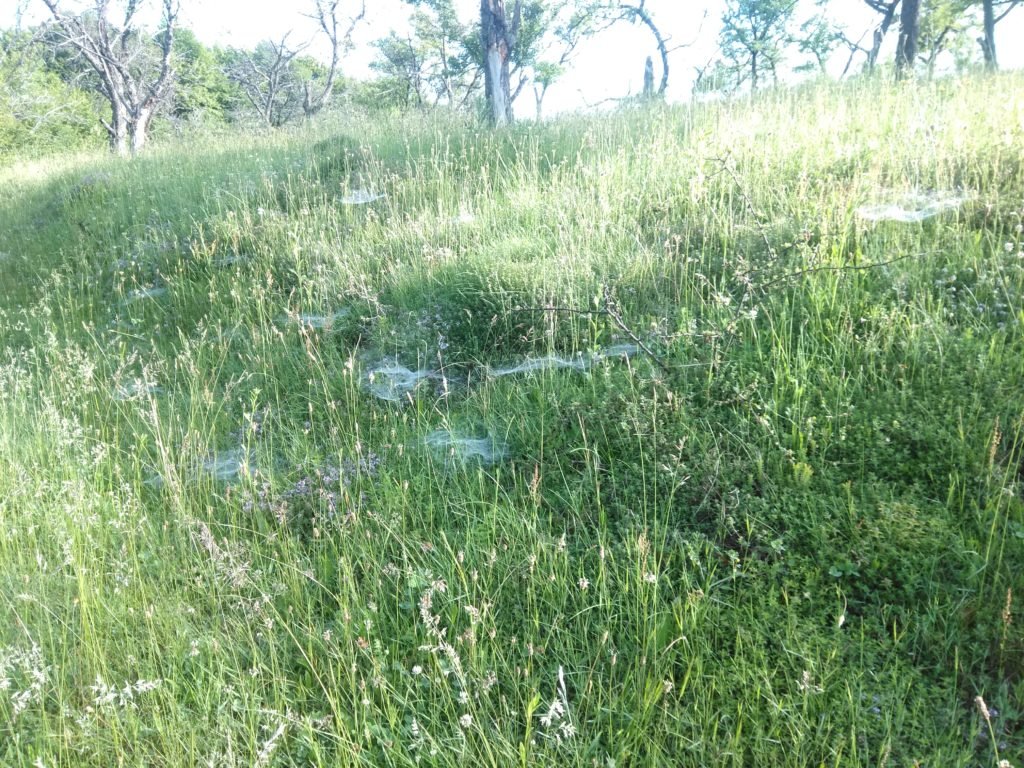 На Закарпатті павуки розставили метрові тенета на здобич (Ф..., фото-4 На Закарпатті павуки розставили метрові тенета на здобич (ФОТОФАКТ), фото-4