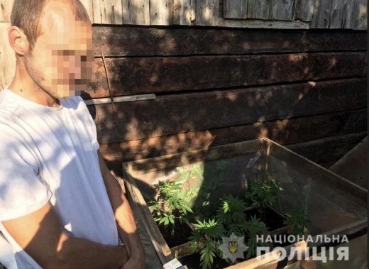 На Мукачівщині у дворогосподарстві 25-річного чоловіка знай..., фото-1 На Мукачівщині у дворогосподарстві 25-річного чоловіка знайшли саджанці коноплі, фото-1