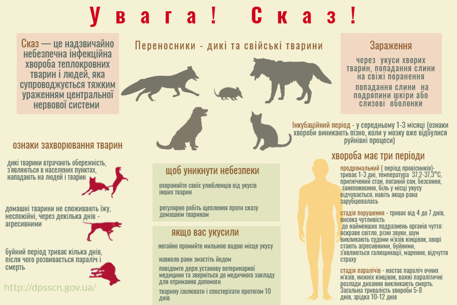 В одному з районів Закарпаття у собаки виявили сказ, фото-1 В одному з районів Закарпаття у собаки виявили сказ, фото-1