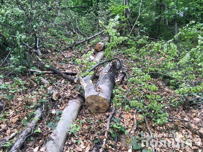 Рубав дерева у заповіднику: на Закарпатті судитимуть "чорно..., фото-1 Рубав дерева у заповіднику: на Закарпатті судитимуть "чорного" лісоруба (ФОТО) , фото-1