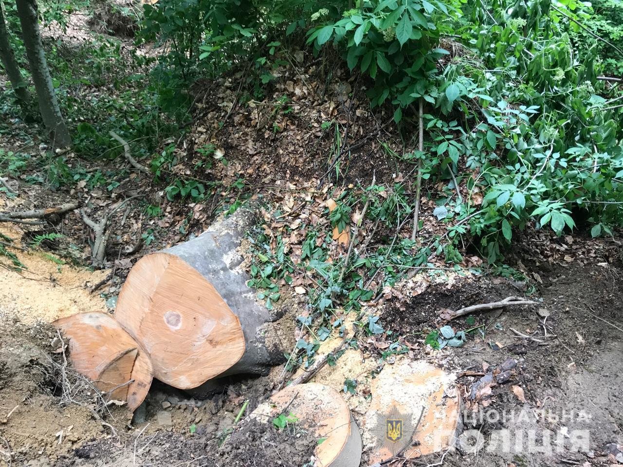 Рубав дерева у заповіднику: на Закарпатті судитимуть "чорно..., фото-2 Рубав дерева у заповіднику: на Закарпатті судитимуть "чорного" лісоруба (ФОТО) , фото-2